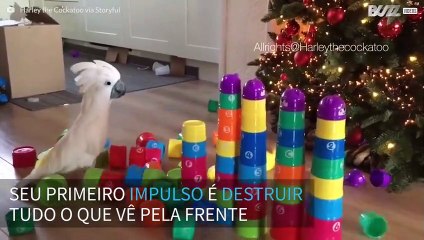 Harley, a cacatua rebelde que adora destruir tudo