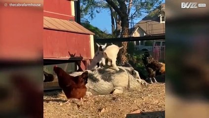 Porco gigante pratica ioga com cabras