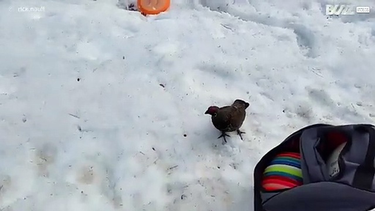Homem é perseguido por pássaro meio psicopata!