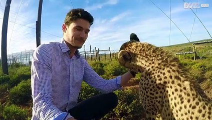 Você já fez carinho em um leopardo?