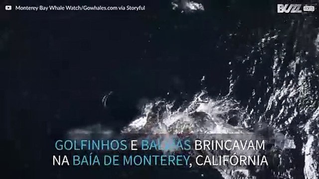 Golfinhos brincam com baleias