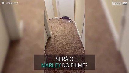 Impressionante: cachorro destrói porta de dono!