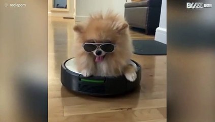 Muito fofo: cachorro estiloso ajuda na limpeza!