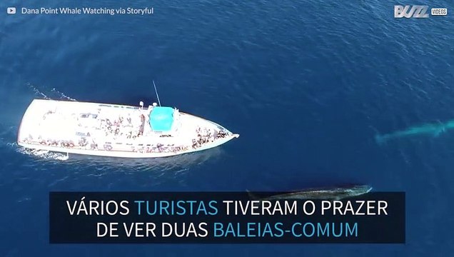 Turistas recebem visita de 2 baleias gigantes na Califórnia