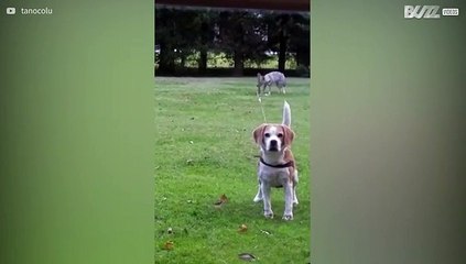 Raposa e cão elaboram cómico plano de fuga