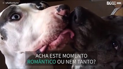 Cães dão o "beijo" mais apaixonado da Internet!