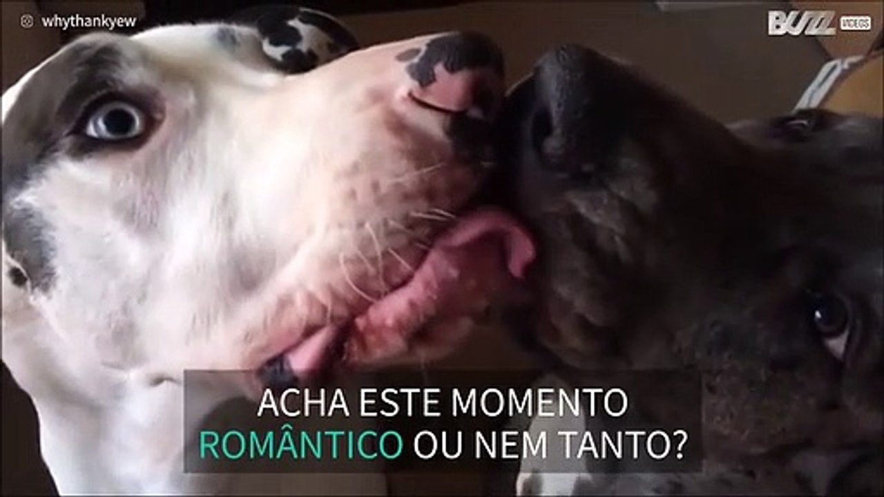 Cães dão o "beijo" mais apaixonado da Internet!