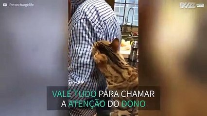 Gato morde dono para chamar sua atenção - e dá certo!
