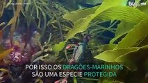 O incrível Dragão-Marinho filmado nas águas da Tasmânia
