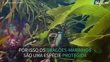 O incrível Dragão-Marinho filmado nas águas da Tasmânia
