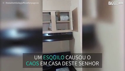 Esquilo invade cozinha e causa o caos