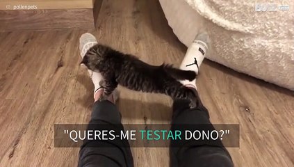 Gato de dois meses prova que é bastante flexível