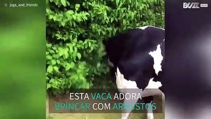Vaca adora mergulhar de cabeça em arbustos!