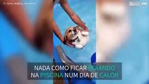 Tudo que essa cadela quer é boiar na piscina