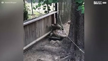 Tartaruga tenta passar por cima de colega e sofre as consequências!