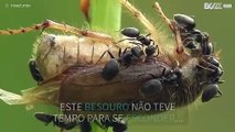 Impressionante filmagem macro capta formigas devorando um besouro