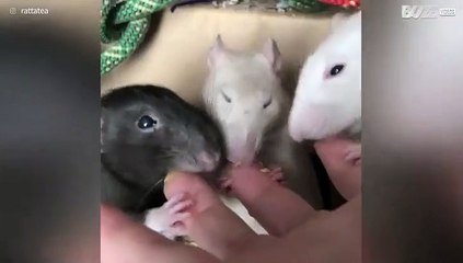 Mulher alimenta 6 ratos de estimação com os dedos!