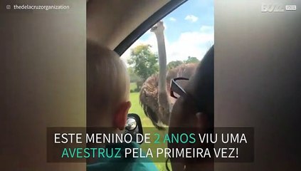 Avestruz ataca carro em safari!