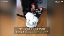 Cadela tem um hobby particular: seguir o aspirador roomba