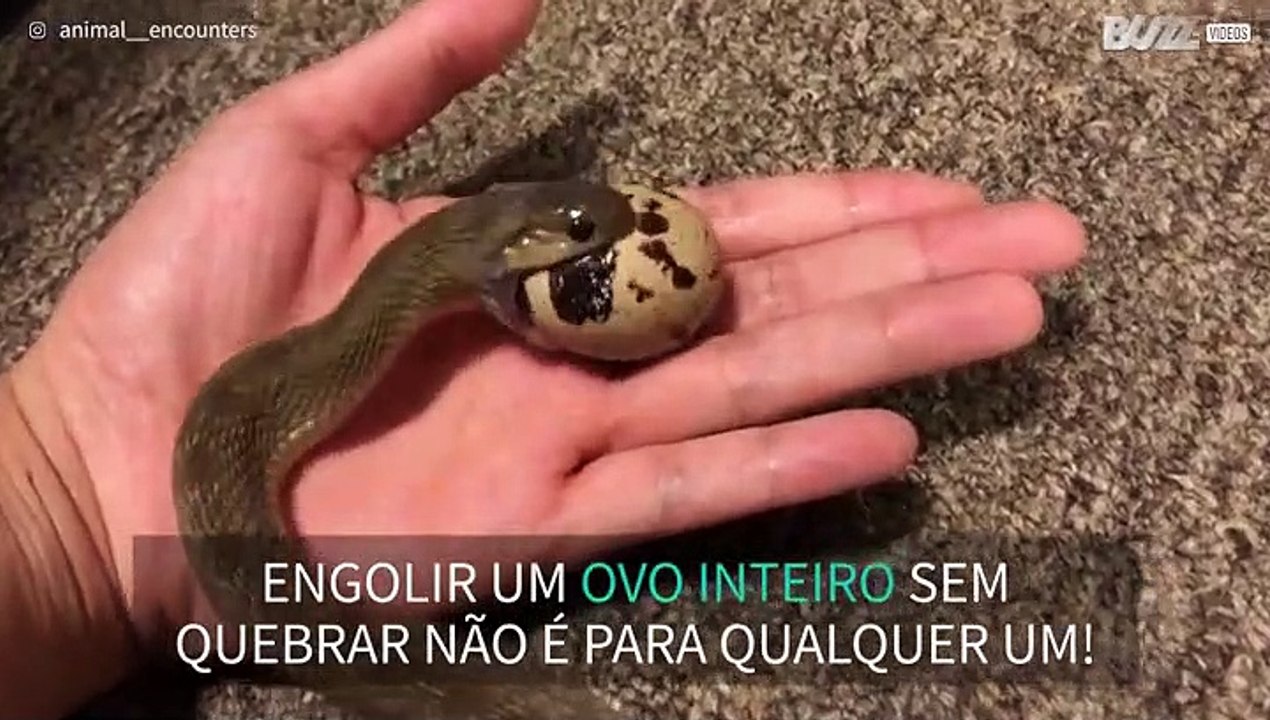 Sabia que cobras comem ovos sem os quebrar?
