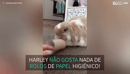 Coelho tem graves problemas com rolos de papel higiénico!