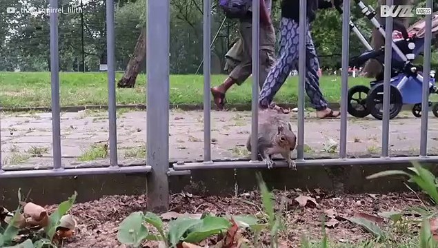 Esquilo londrino é obcecado por frutos secos