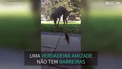 Cão e pássaro mostram que a amizade não tem barreiras