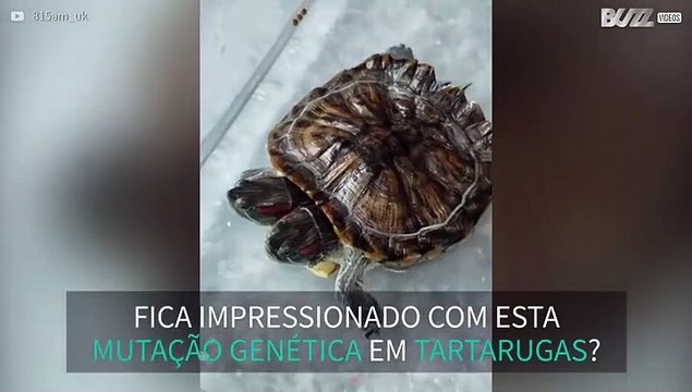 Tartaruga de duas cabeças filmada em Hong Kong