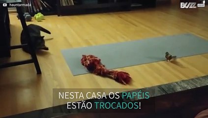 Gato e pássaro desenvolvem uma relação interessante