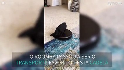 Cadela diverte-se a passear em aspirador roomba