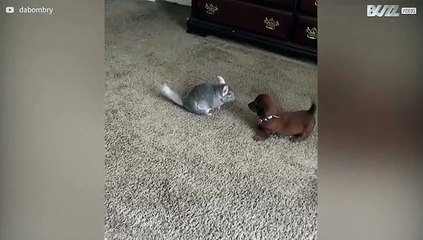 Cão e chinchila conhecem-se pela primeira vez!