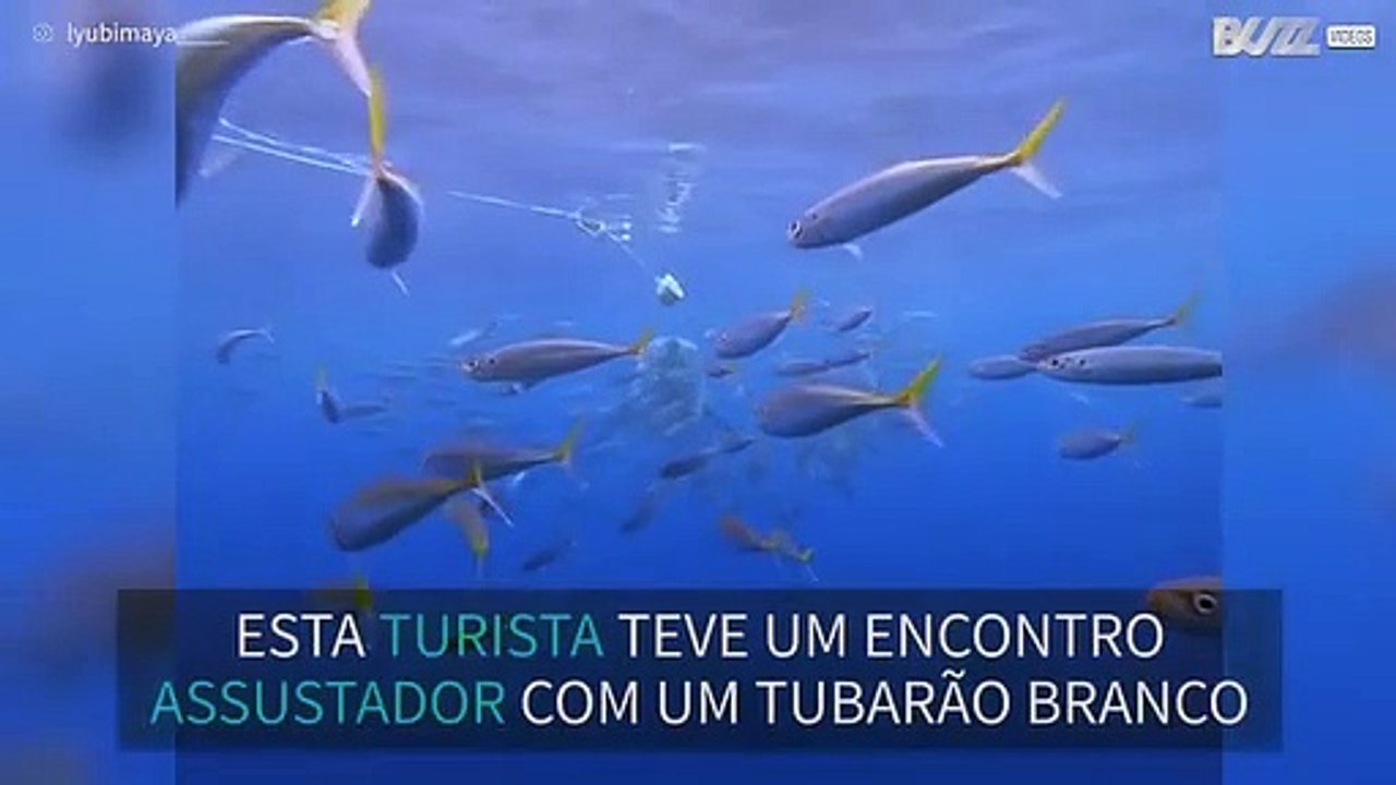 Mergulhadora tem encontro assustador com tubarão branco