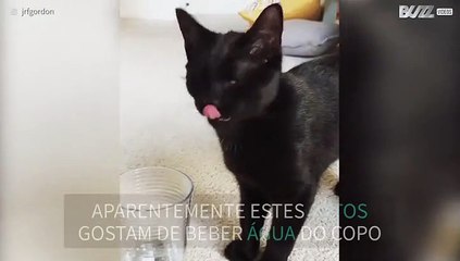 Gatos a beberem água do copo é simplesmente hilariante
