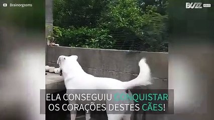 Gata resgatada forma amizade maravilhosa com cães!