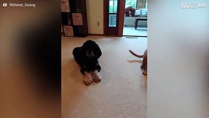 Cães se esbarram durante truque