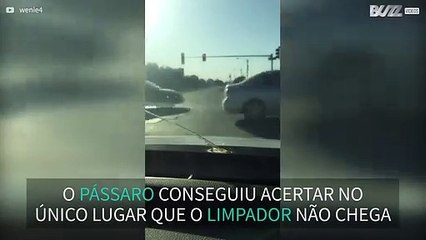 Se cocô de passarinho no vidro do carro é ruim, não conseguir limpá-lo é péssimo!