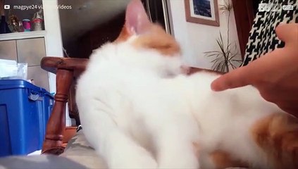 Este gato não gosta de toques na barriga