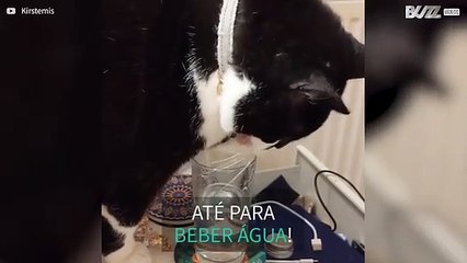 Gato escolhe beber água da forma mais díficil