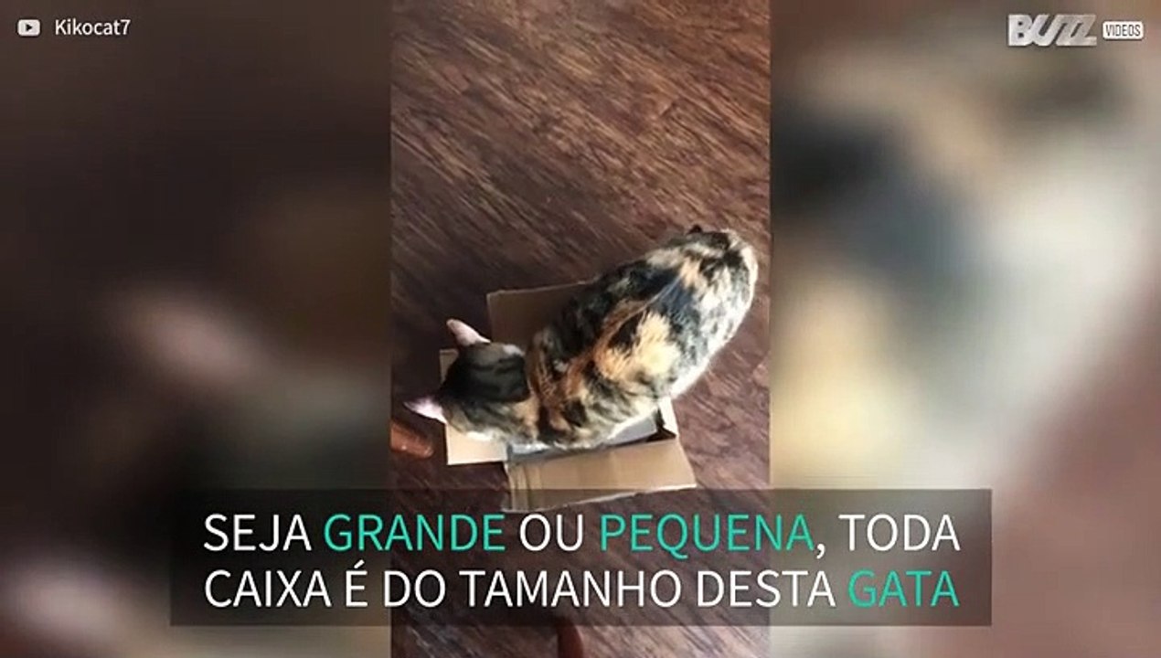 Era uma vez... uma história de amor entre uma caixa e uma gata
