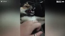 Cão mostra amor... com os dentes!