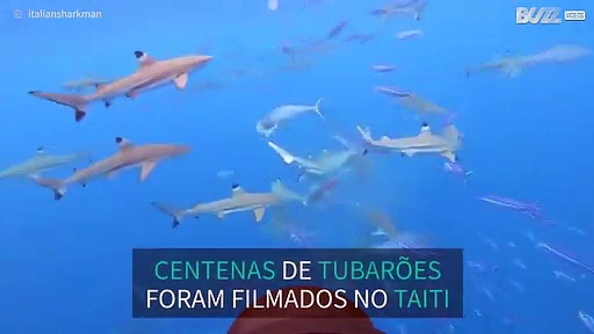 Mergulhador filma momento tenso com tubarão-tigre
