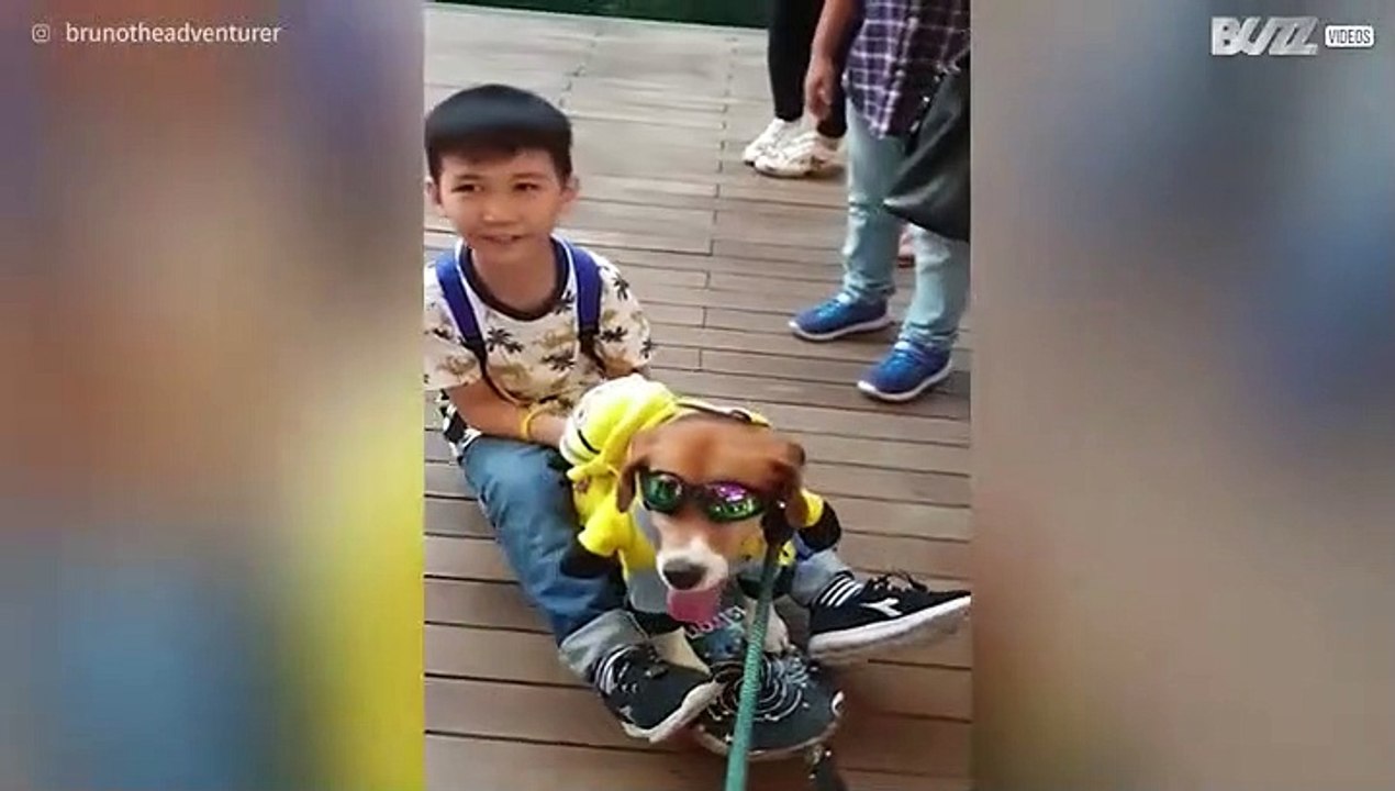 Cão divide skate novo com criança!