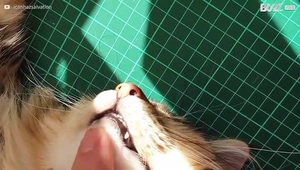 Os desabafos de um gato que só quer apanhar sol