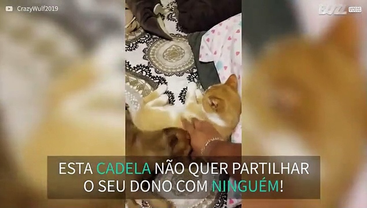 Cadela ciumenta não deixa gato receber carinhos