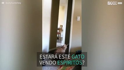 Será que este gato consegue ver espíritos?
