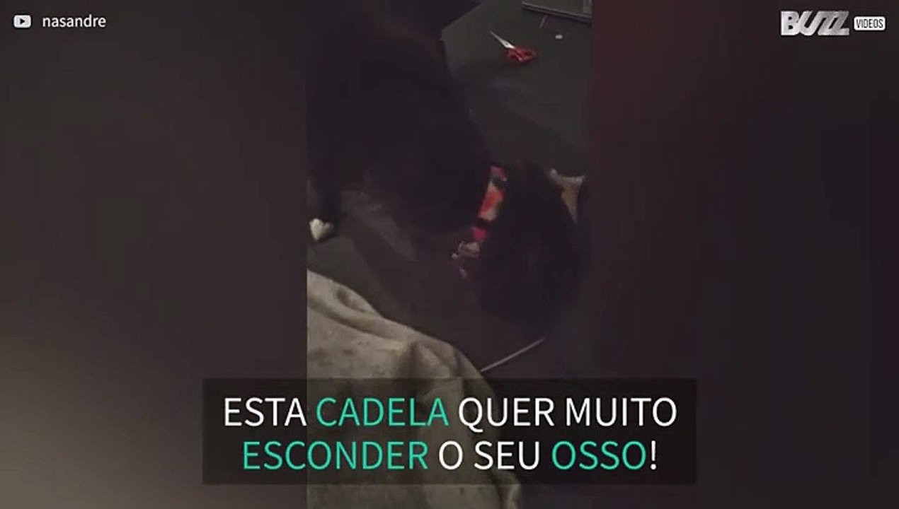 Cadela tenta enterrar osso em sofá!