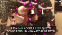 Gata trepa árvore de natal para roubar enfeite