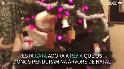 Gata trepa árvore de natal para roubar enfeite