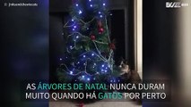 Gata “destrói” árvore de natal para brincar com os enfeites