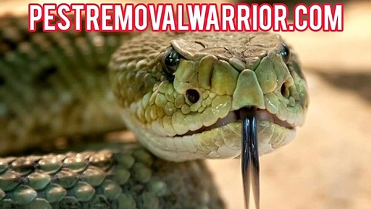 What Happens When Snakes Bite?